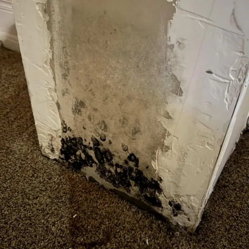 Professional Mold Removal in Olton, TX